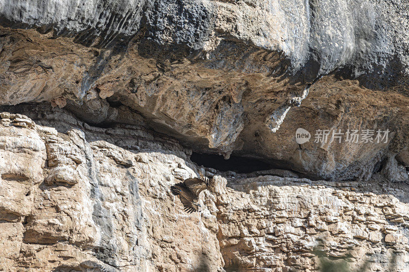 Eurasian griffon vulture couple (Gyps fulvus) in Capolat cliffs, Berguedà. Barcelona province.